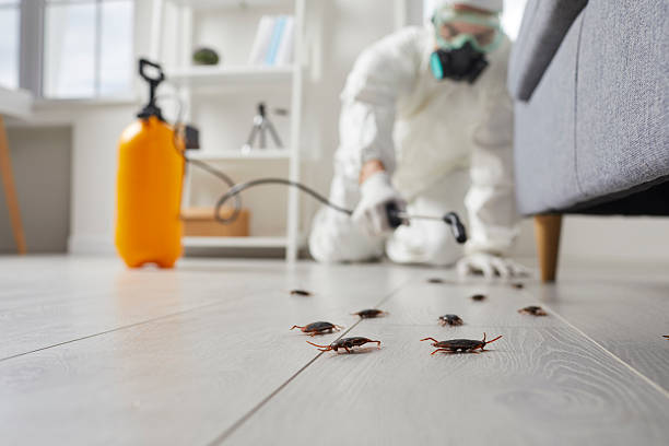 Commercial Rodent Management in Mona